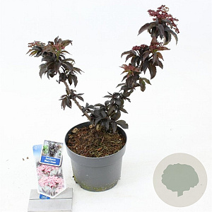 Sambucus nigra Black Tower 25-30 cm 2,0L