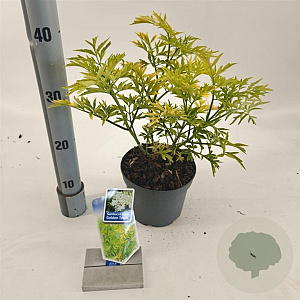 Sambucus nigra Golden Tower 30-40 cm 2,0L