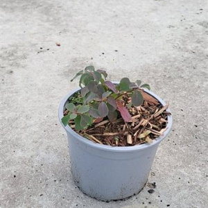 Spiraea betulifolia 'Tor' plantgoed C1.3