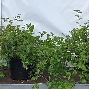 Stephanandra incisa 'Crispa' 20-25 cm 2,0L