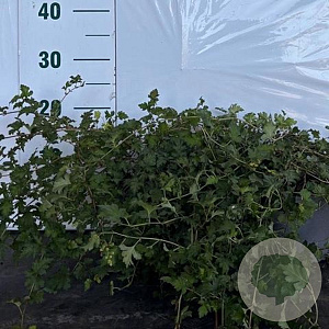 Stephanandra incisa 'Crispa' 20-25 cm 2,0L