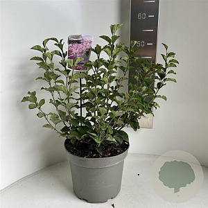 Syringa meyeri Flowerfesta Pink 40-50 cm 5,0L