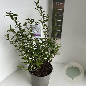 Syringa meyeri Flowerfesta White 40-45 cm 5,0L