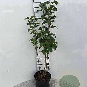 Syringa vulgaris 40-60 cm 5,0L