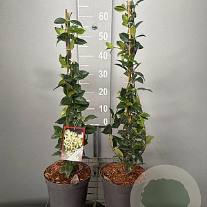 Trachelospermum jasminoides 50-60 cm 3,0L