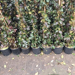 Trachelospermum jasminoides 150-175 cm 3,0L