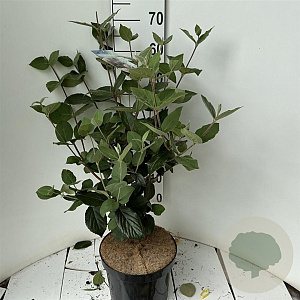 Viburnum carlcephalum 60-80 cm 7,5L