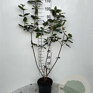 Viburnum lantana 80-100 cm 5,0L