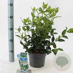 Viburnum tinus 25-30 cm 2,0L