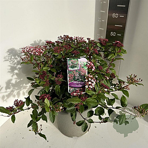 Viburnum tin. 'Gwenllian' 35-40 cm P27