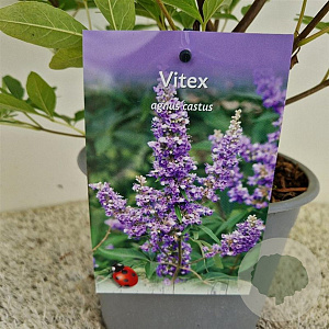 Vitex agnus-castus 40-50 cm 3,0L