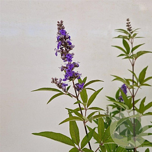 Vitex agnus-castus 40-50 cm 3,0L
