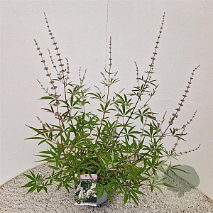 Vitex agnus-castus 'Albus' 40-50 cm 3,0L
