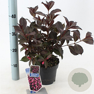 Weigela florida 'Alexandra' 20-25 cm 2,0L