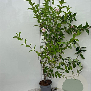 Weigela 'Rosea' 125-150 cm 5,0L