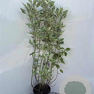 Cornus alba 'Elegantissima' 100-125 cm 5,0L