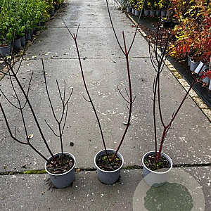 Cornus alba 'Kesselringii' 80-100 cm 2,0L