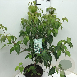 Cornus kousa chinensis 60-80 cm 7,5L