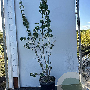 Cornus mas 100-125 cm 7,5L solitair