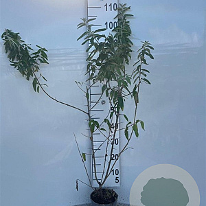 Elaeagnus angustifolia 60-80 cm 2,0L