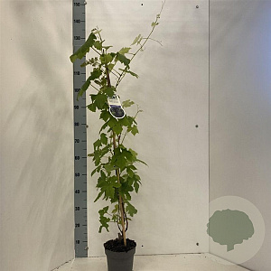 Vitis 'Boskoop Glory' 70 cm 2,0L met stok