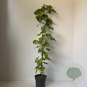 Vitis 'Vroege van der Laan' 70 cm 2,0L met stok