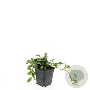 Ajuga reptans GM P9