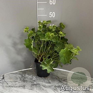 Alchemilla mollis GM 2,0L