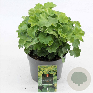 Alchemilla mollis GM 2,0L