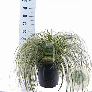 Carex Feather Falls 30-40 cm 12L