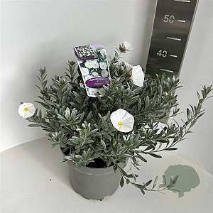 Convolvulus cneorum 30-40 cm 5,0L