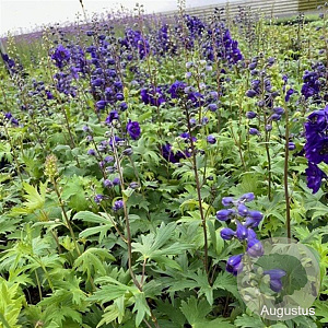Delphinium (P) 'Black Knight' GM 2,0L
