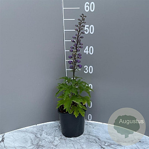 Delphinium (P) 'Black Knight' GM 2,0L