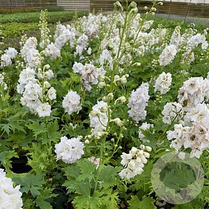 Delphinium 'Magic Fountains White' GM 2,0L
