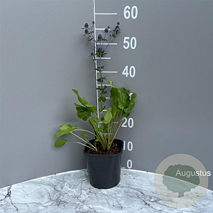 Eryngium planum GM 2,0L