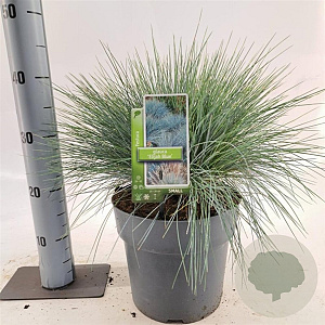 Festuca glauca 'Elijah Blue' 25-30 cm 5,0L