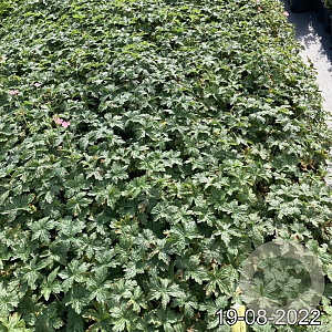 Geranium endressii 'Wargrave Pink' GM 2,0L