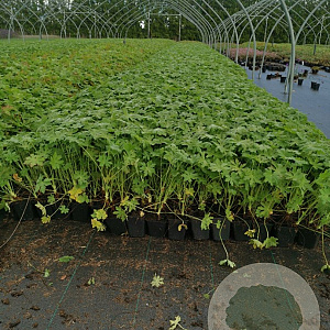 Geranium macrorrhizum GM P9