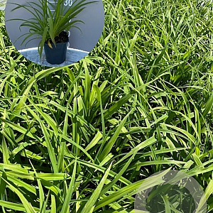 Hemerocallis 'Sammy Russell' GM 2,0L