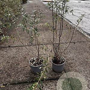 Hippophae rhamnoides 60-80 cm 2,0L