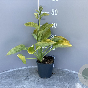 Hosta 'August Moon' GM 2,0L