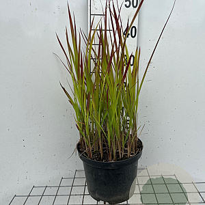 Imperata "Red Baron" GM C5