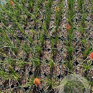Kniphofia 'Papaya Popsicle' GM 2,0L