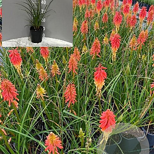 Kniphofia 'Papaya Popsicle' GM 2,0L