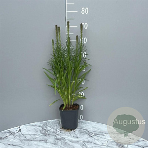 Liatris spicata 'Kobold' GM 2,0L