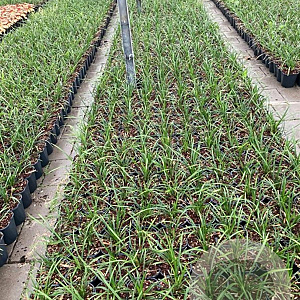 Liriope muscari 'Ingwersen' GM 2,0L