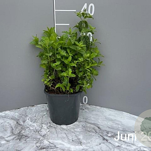 Mentha piperita GM 2,0L