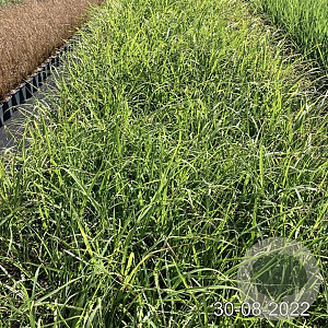 Miscanthus sinensis GM 2,0L