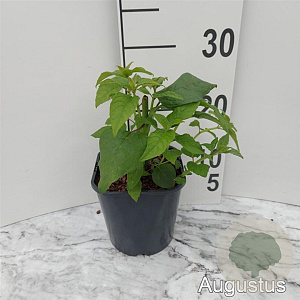 Monarda 'Cambridge Scarlet' GM 2,0L