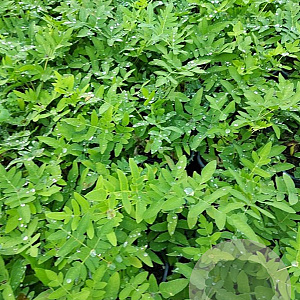 Osmunda regalis GM 2,0L